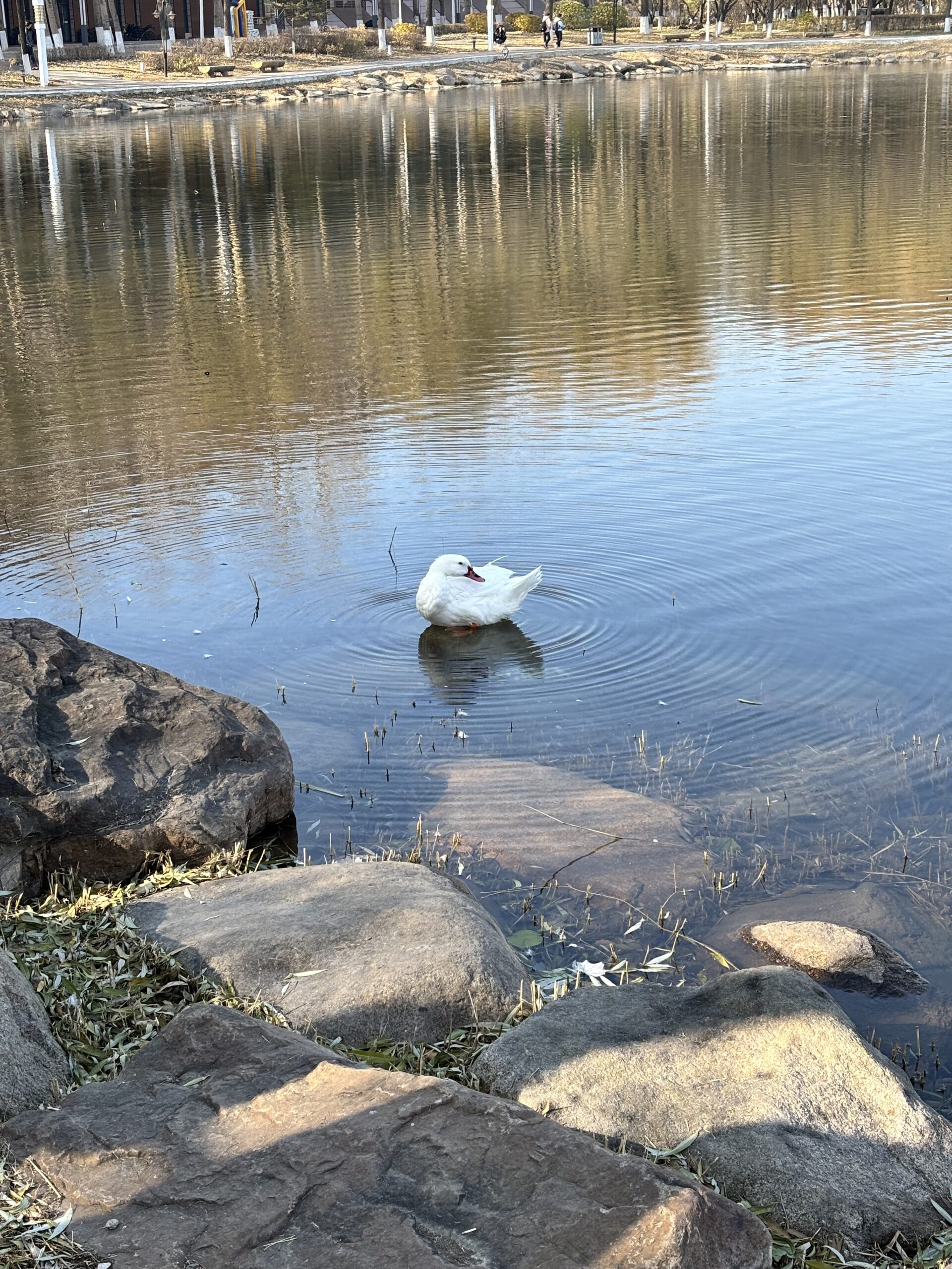 Duck Duck